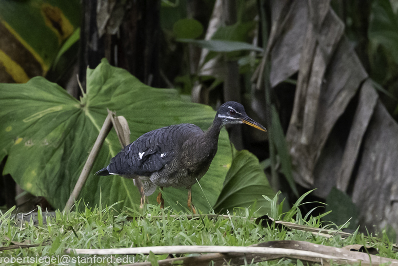 sunbittern